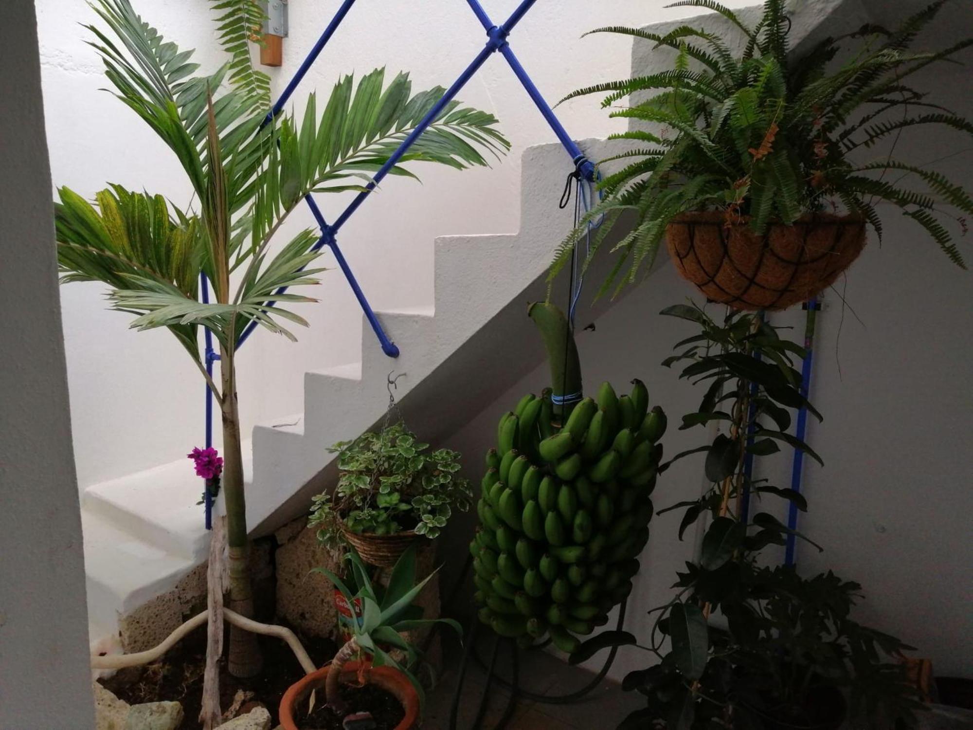 La Haciendita De La Casita Azul Puerto de la Cruz  Zewnętrze zdjęcie